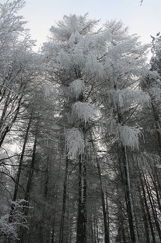 Bieszczady 12.2007 045